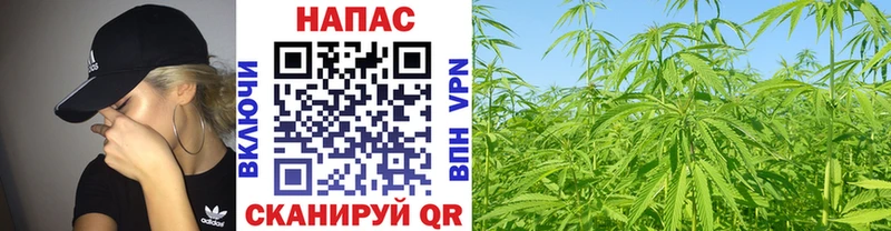 Канабис план  Купить  Малаховка 